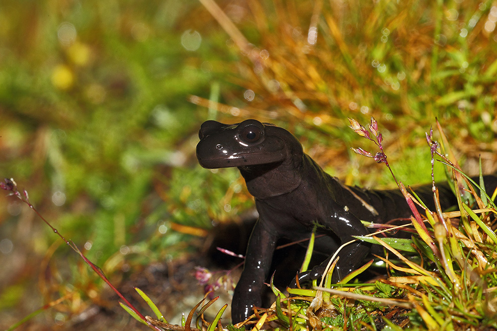Salamandra nera di Lanza - Salamandra lanzai